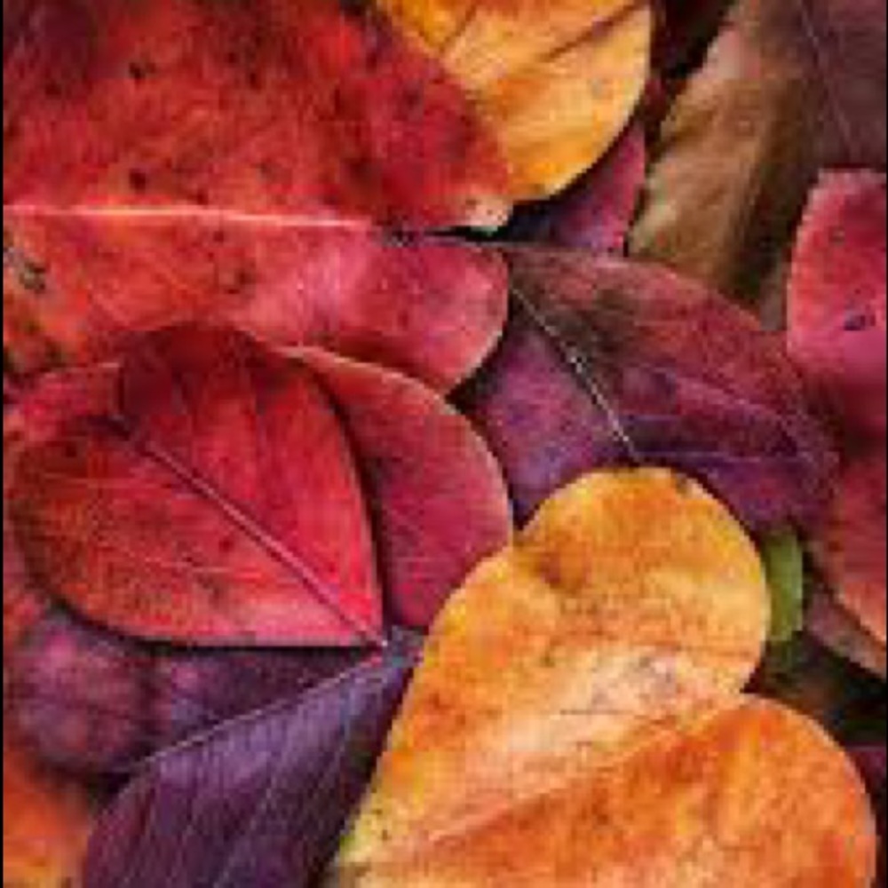 Meet your Posher, Ginelle